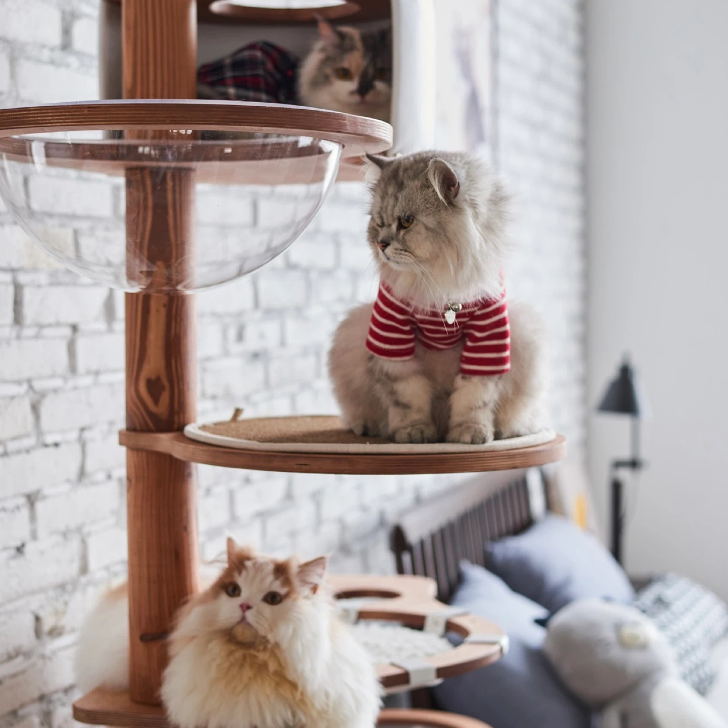 고양이 전문 브랜드 본사 현장 직원 모집