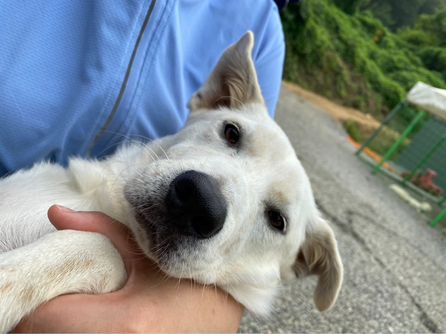강남 가정집 반려동물 돌봄 (주6일)