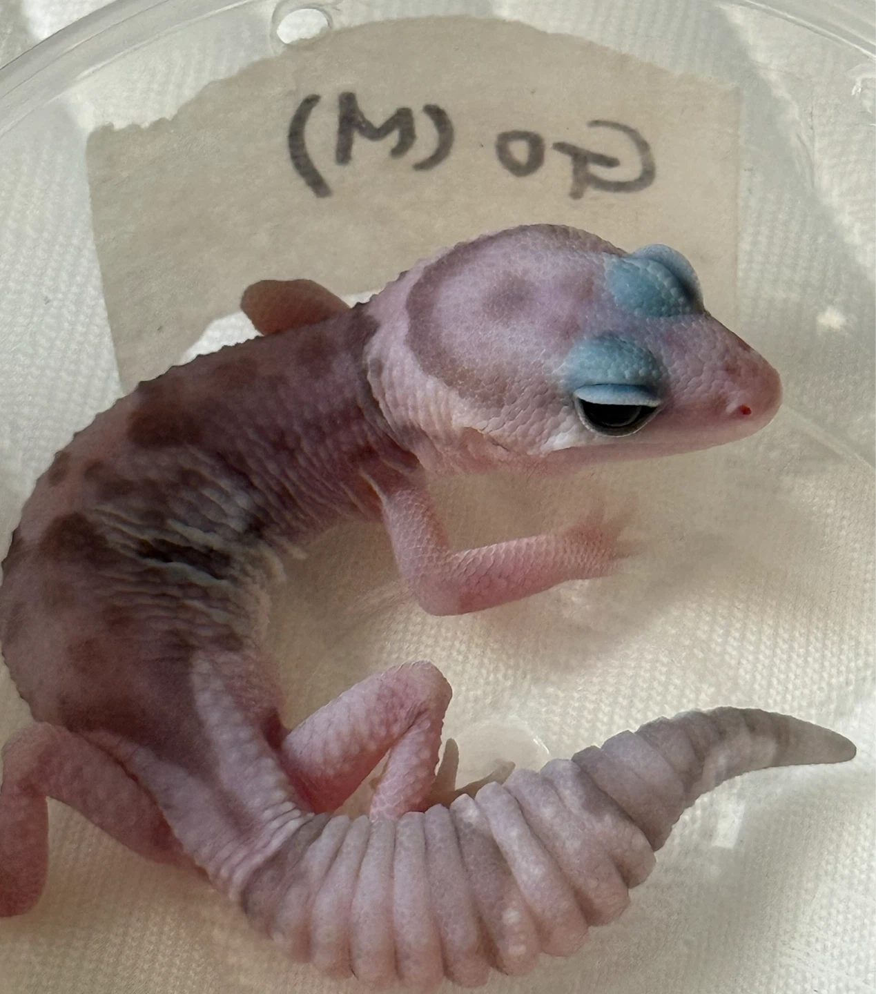 지금 빨리 오실수 있는분 ㅜㅜ 펫테일게코가 사라졌어요
