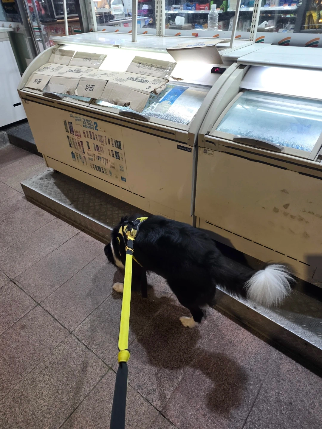 2살 보더콜리 산책