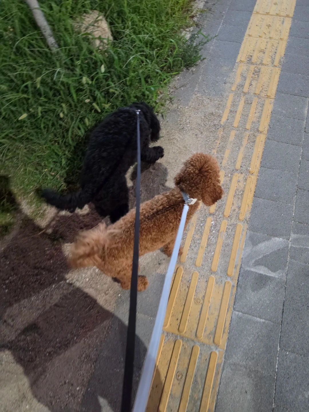 9/12~15일 반려동물 돌봄