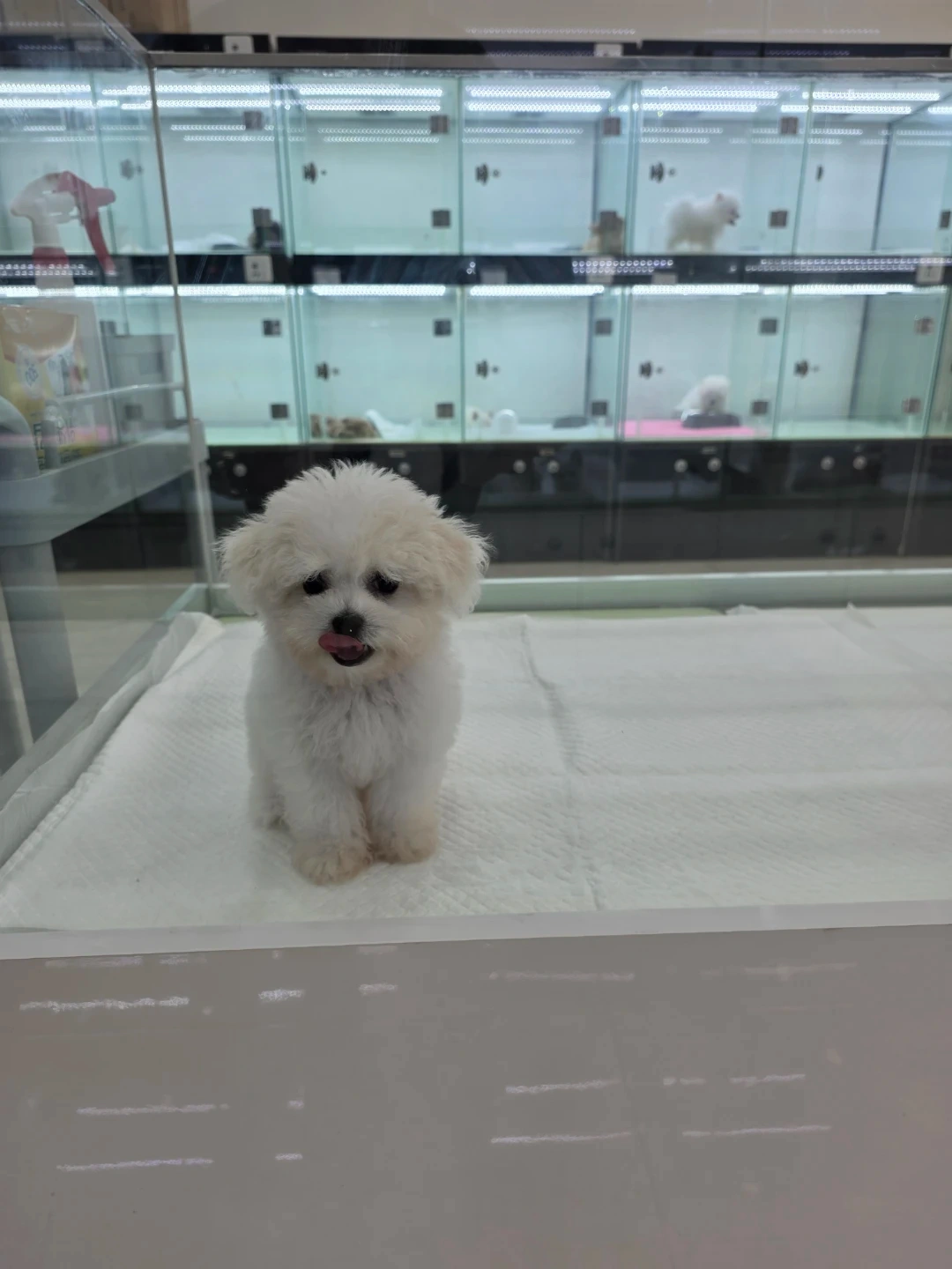 애견샵 주말알바 구인합니다