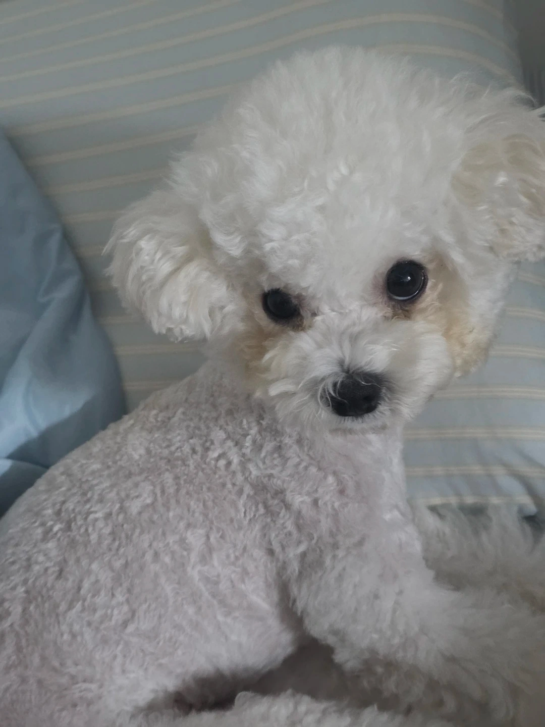 금일 강아지 산책