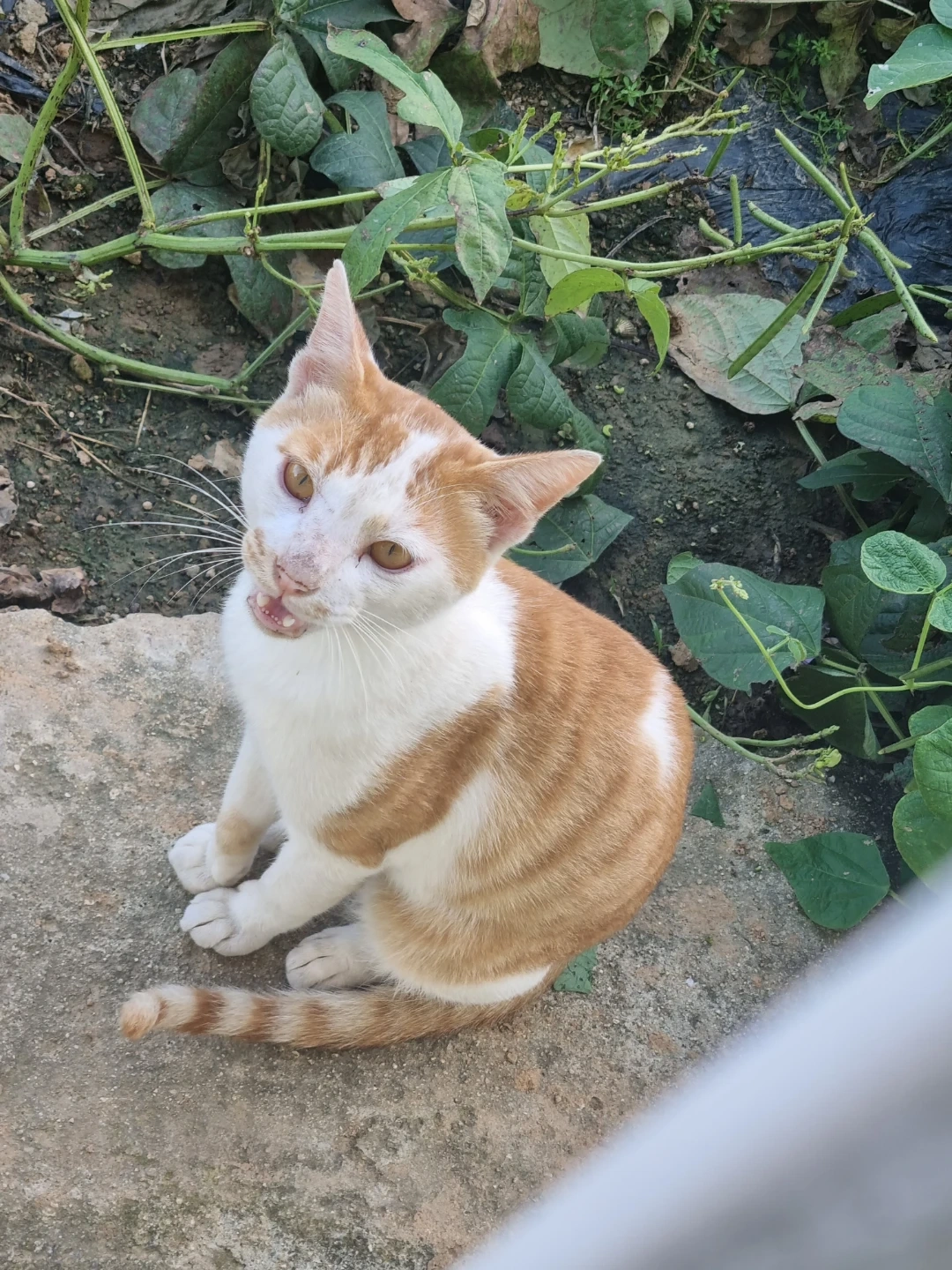 고양이 돌봐주실분 구해요