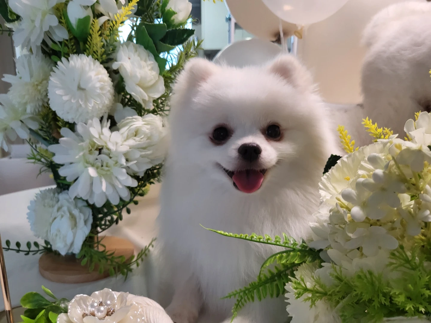 약 6주간 강아지 돌보기