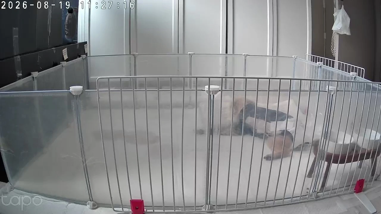 지금 집에 강아지(노견) 넘어져있는데일으켜주세요