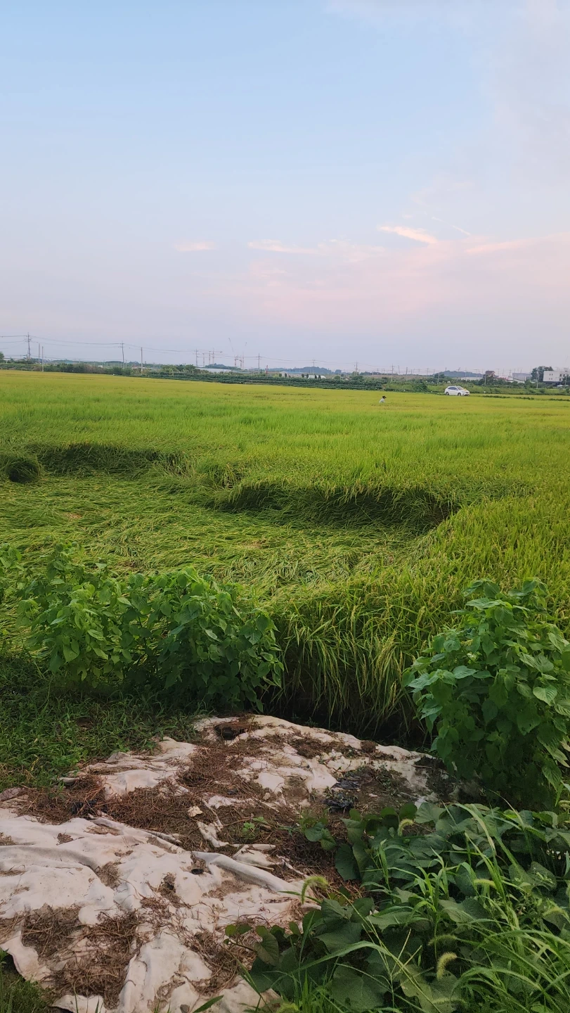 쓰러진벼 세워 묶어주는 작업(경험자지원주세요)
