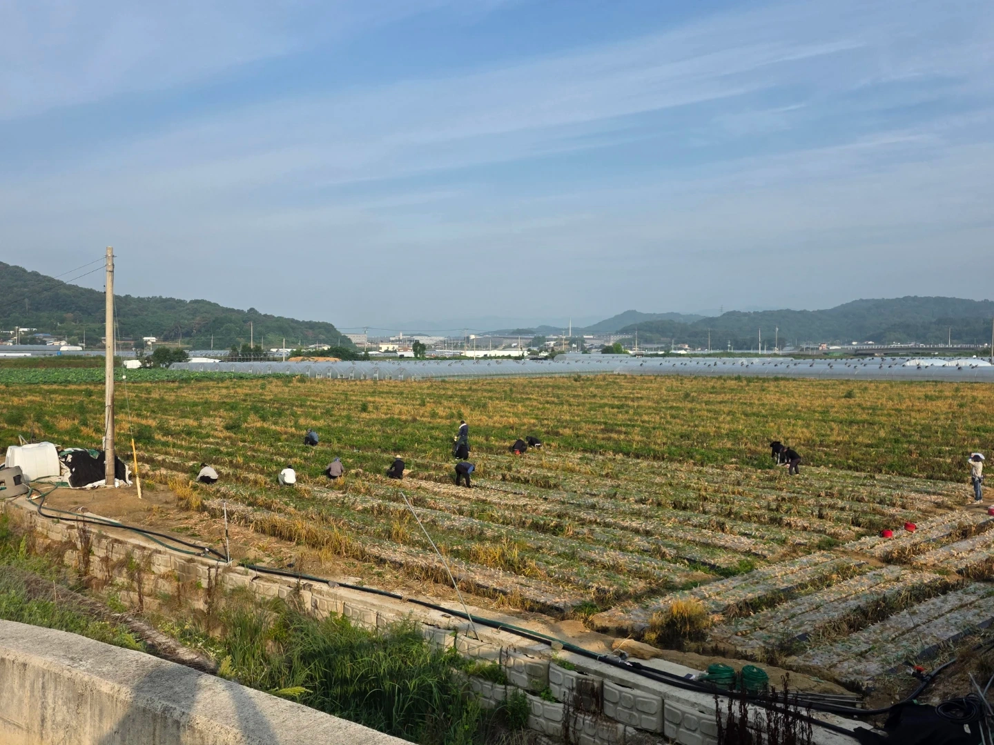9월20일부터 고정 30일간 마늘심기 경력자 모십니다.