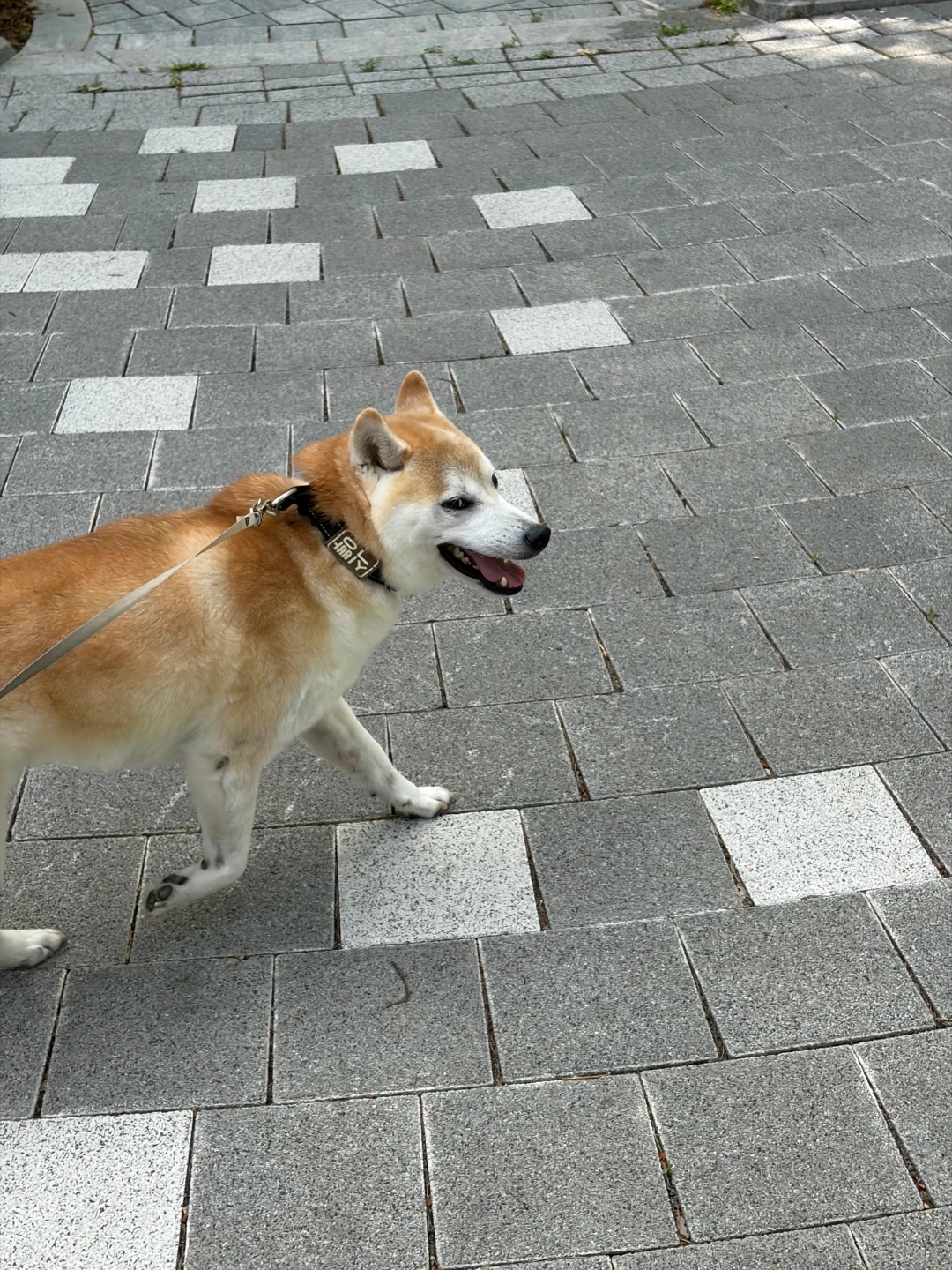 반려동물 돌봄