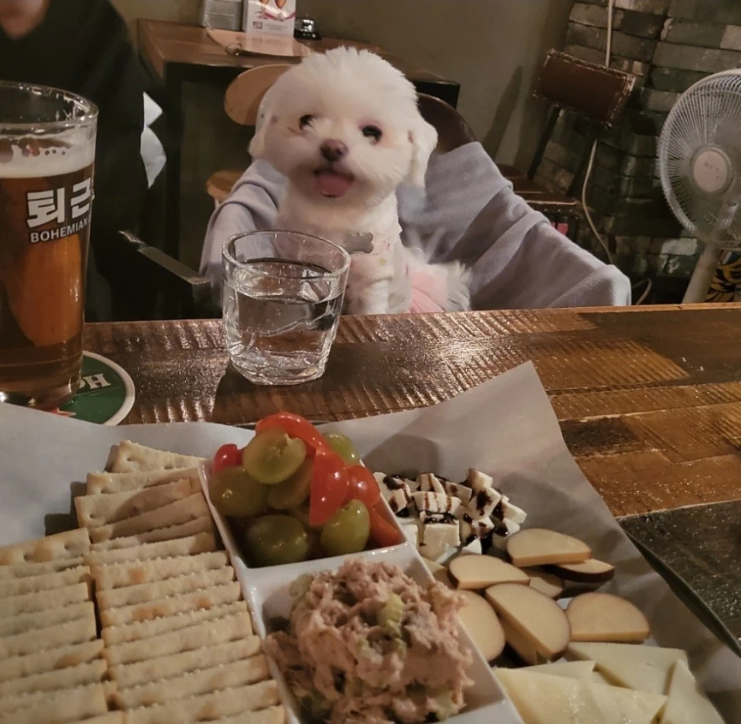 강아지 맡아주기