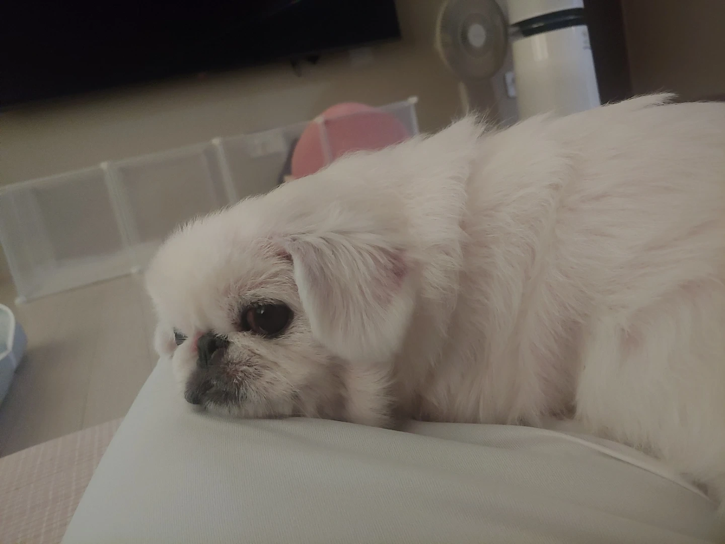 강아지 목욕
