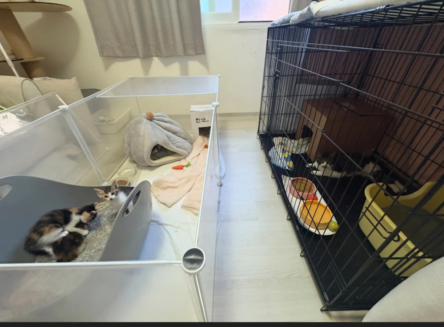 고양이 가족 돌봄