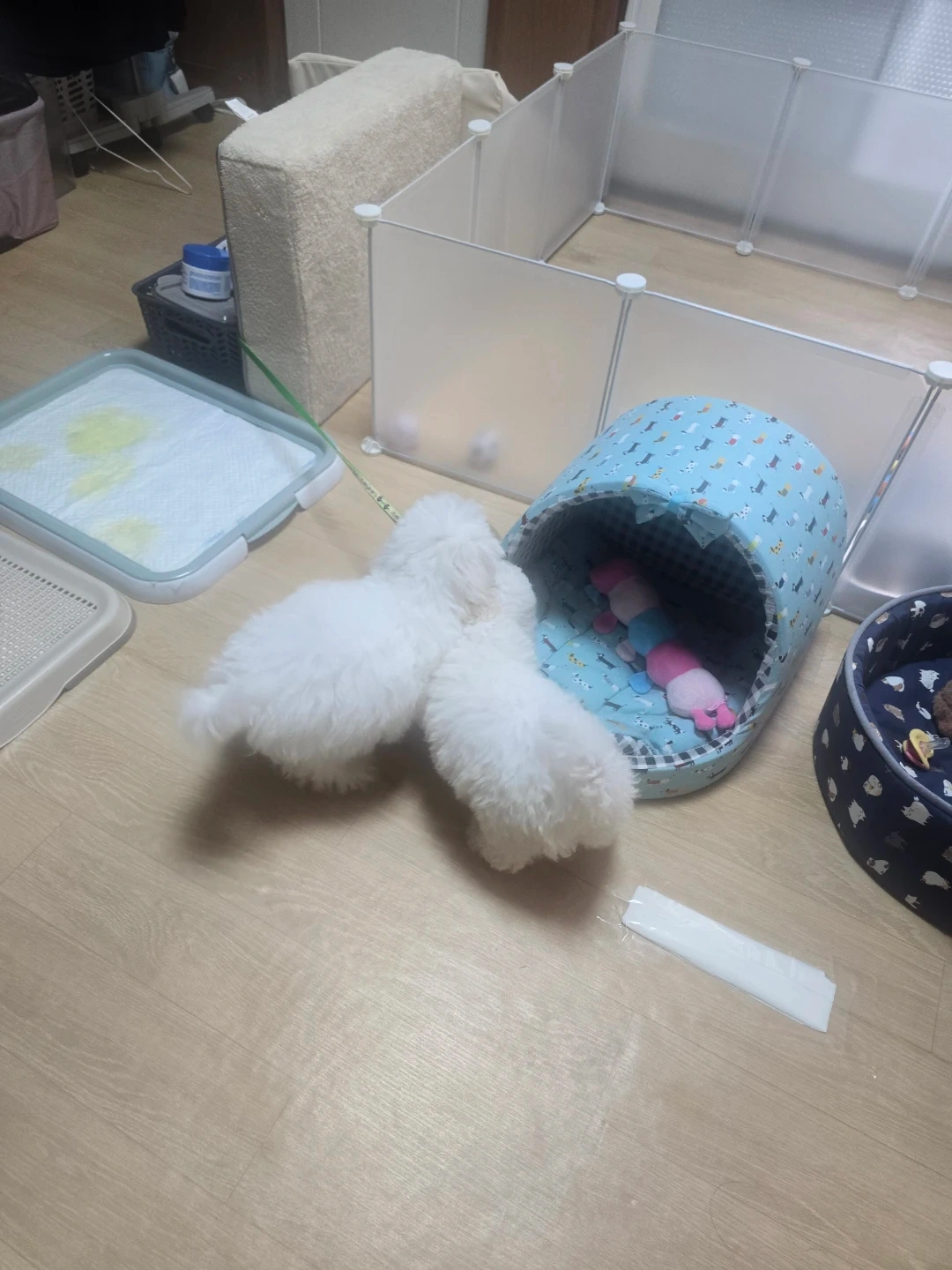 주5일 하루 2시간 강아지산책해주실분