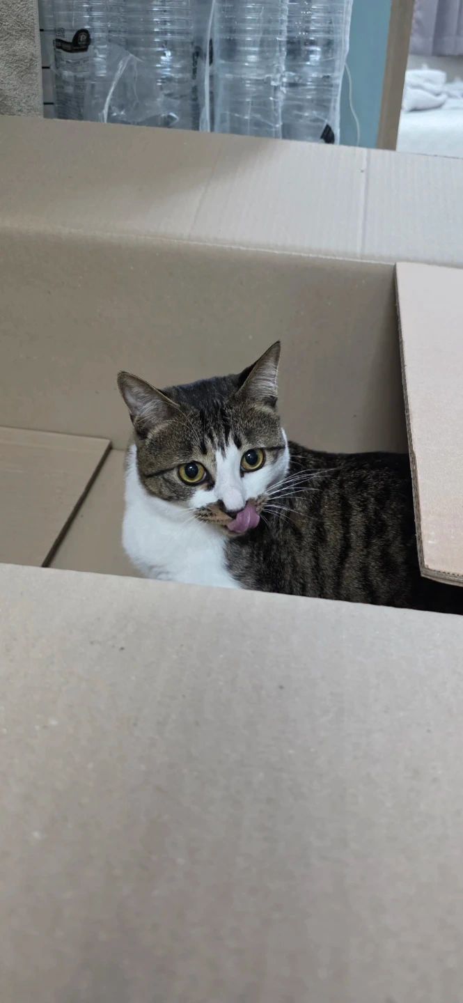 추석 고양이 방문 돌봄