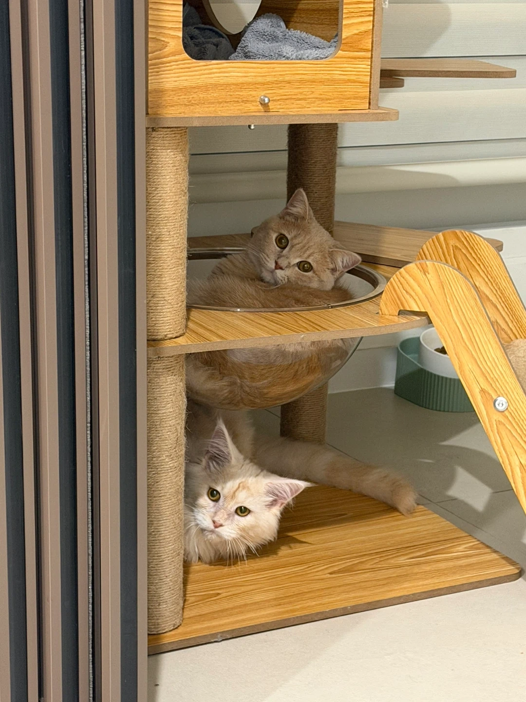 고양이 두마리 놀아주실 분
