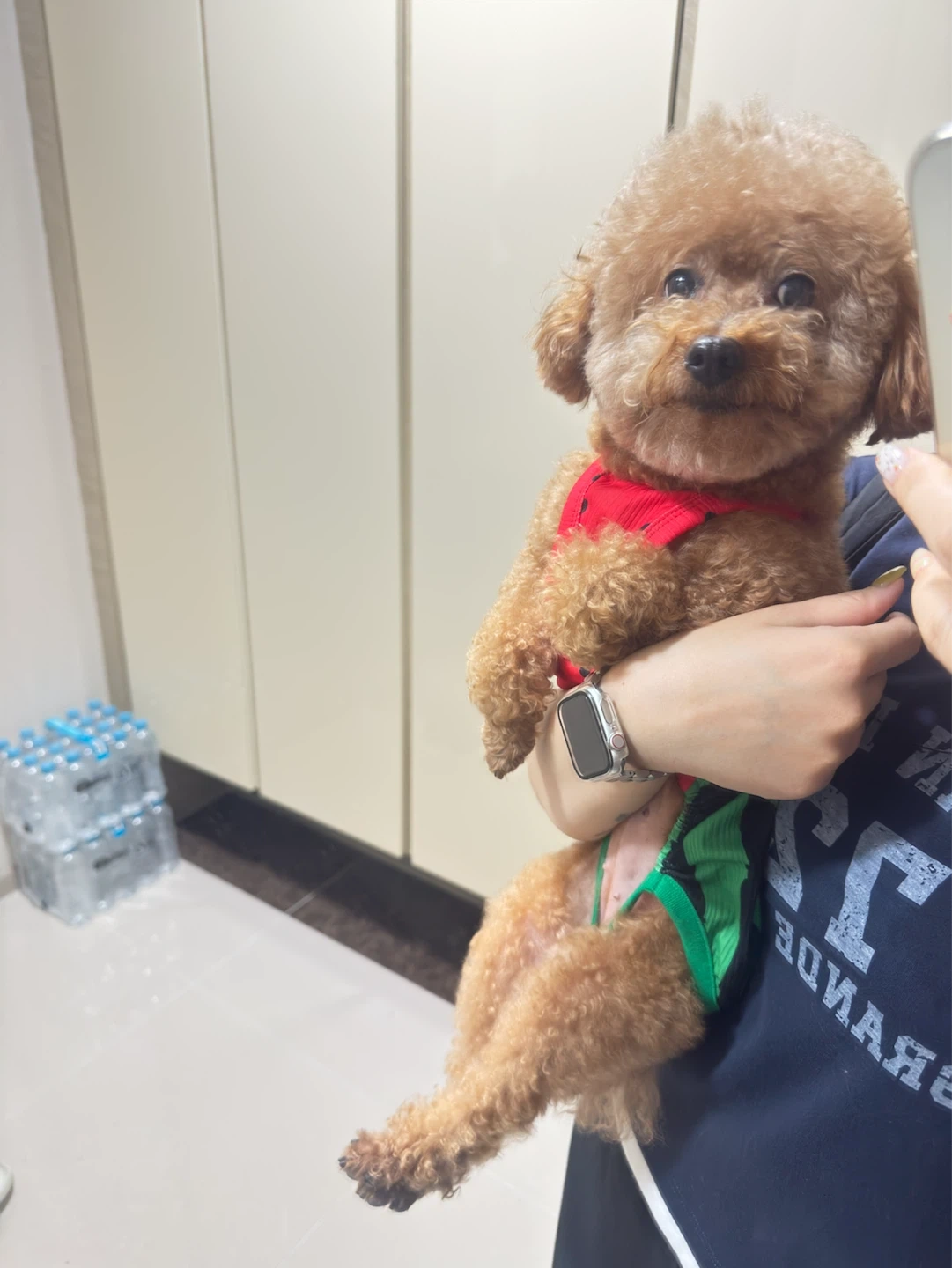 강아지 돌봄 구합니다!