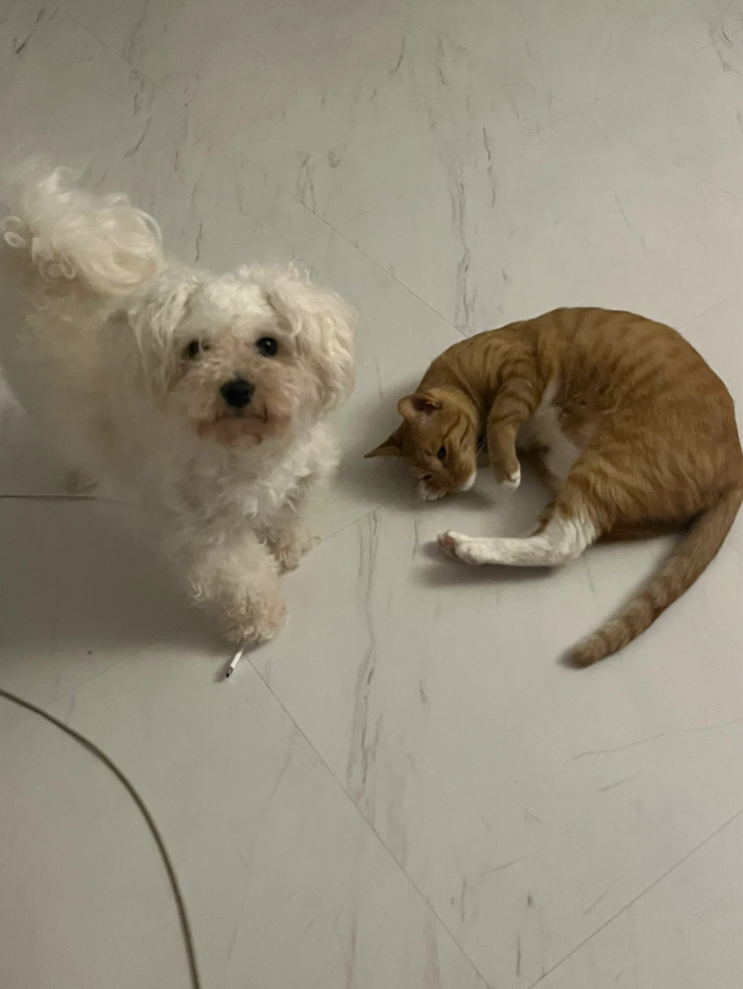 강아지 산책 시켜주실분