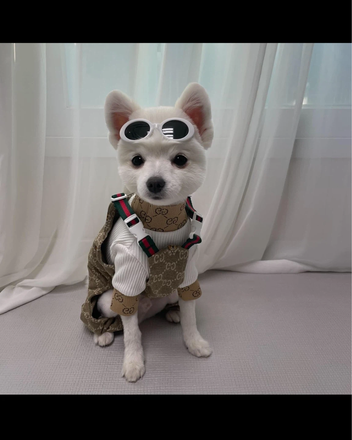 강아지 산책 알바해주실분!