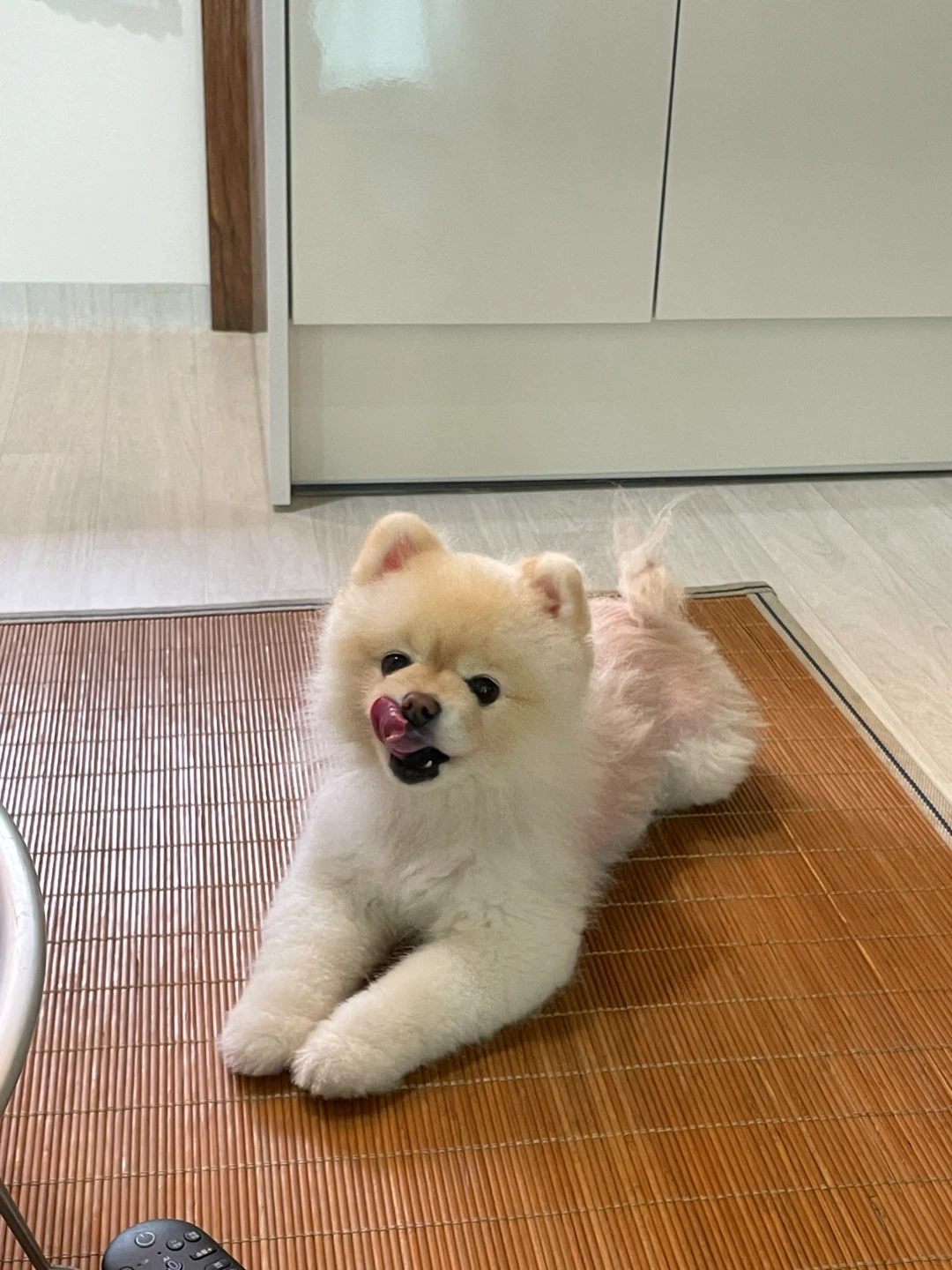 9월24~25일 4kg 포메 방문산책알바