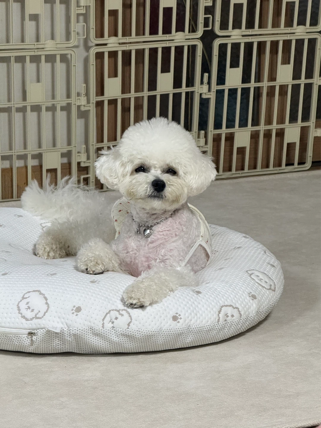 강아지 돌봐 주실분 구합니다