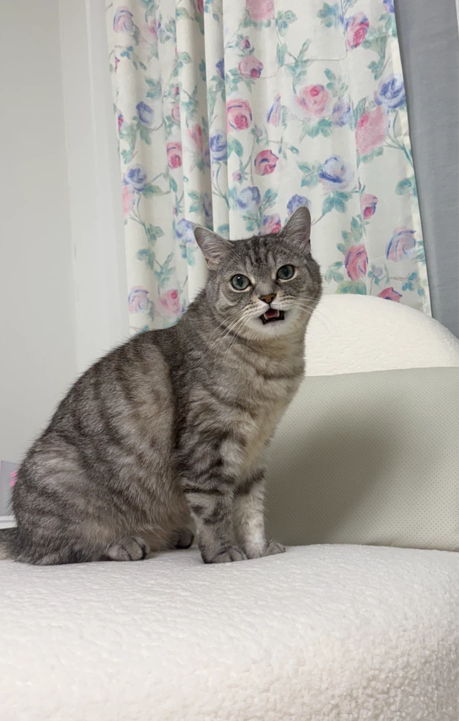 고양이 방문 케어 해주실 분!!