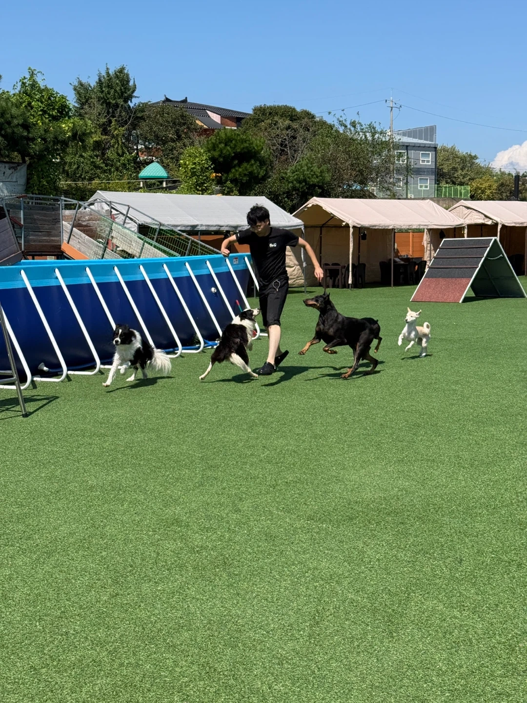애견유치원 직원 모집 등하원 업무 애견훈련 배우실 분