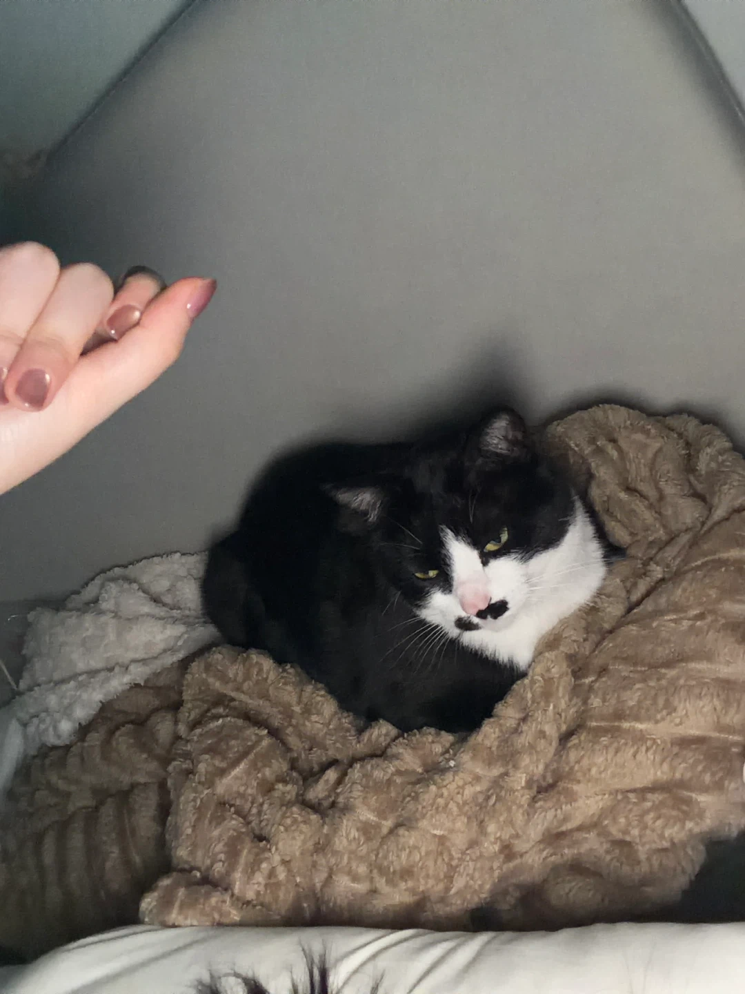 3일간 고양이 감자캐고 만져주다 가실 분