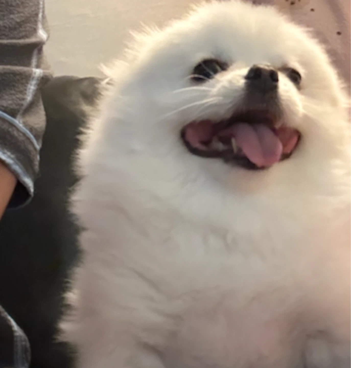 강아지산책알바