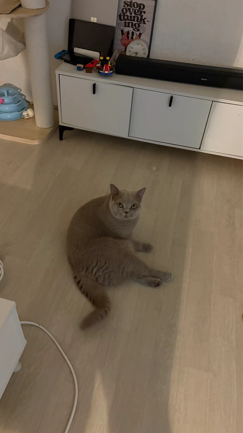 고양이 돌봐주실 분 (9/26-27)