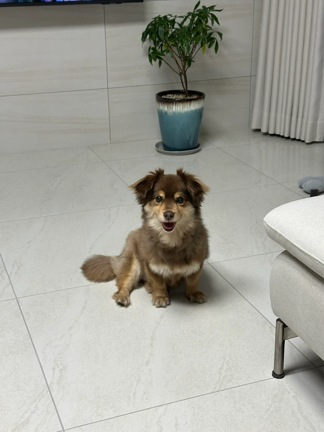 강아지 안약 넣어주실 분 구해요!