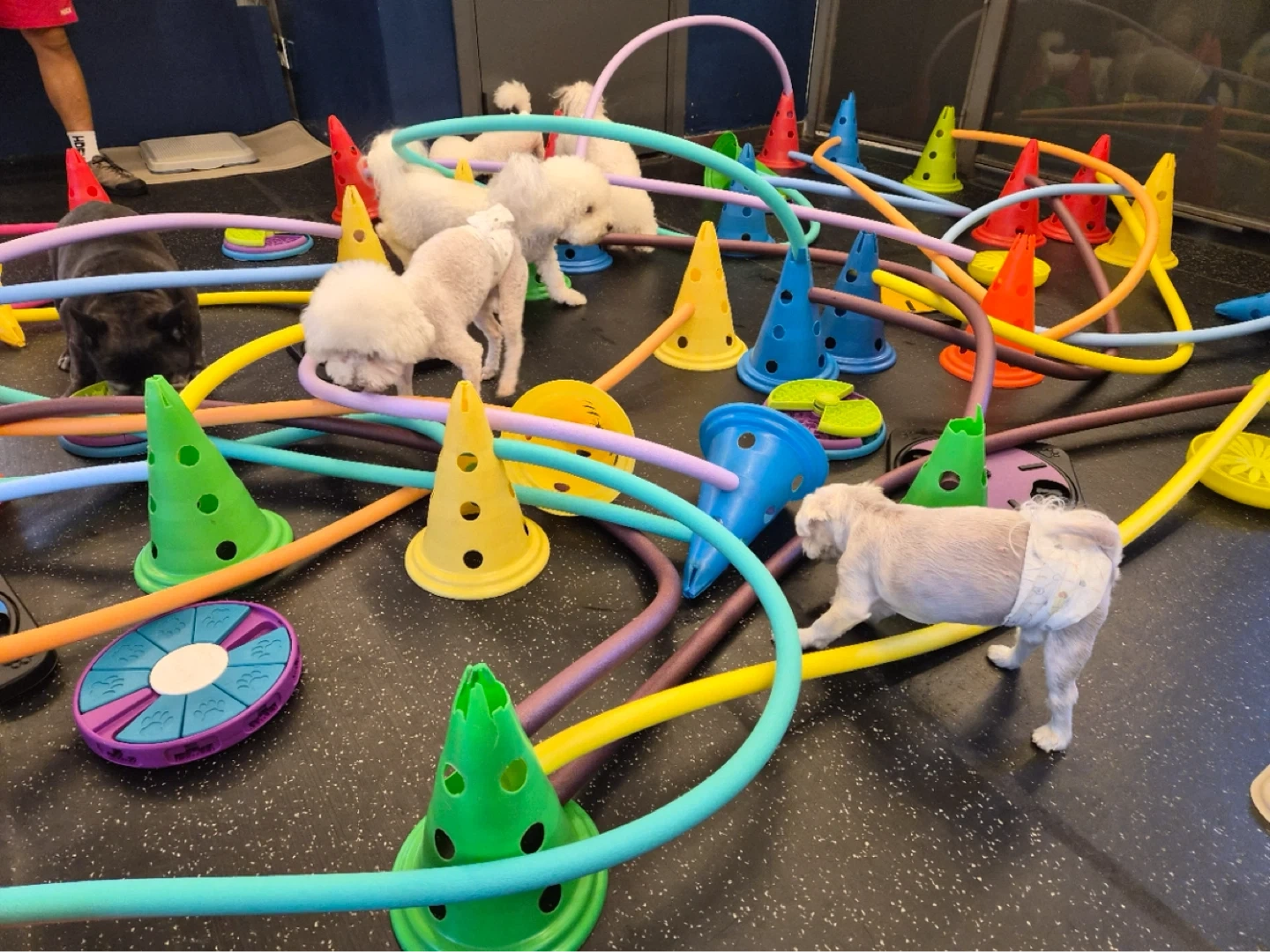 강아지 위탁전문점 주말 , 평일 오픈 모집합니다