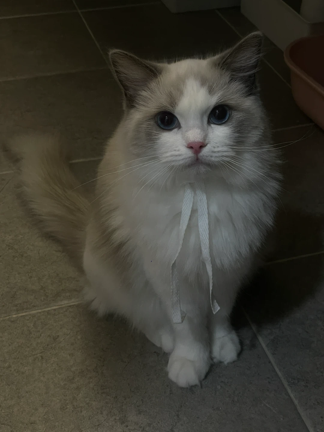 저희 집 고양이 봐주실분 구해요!