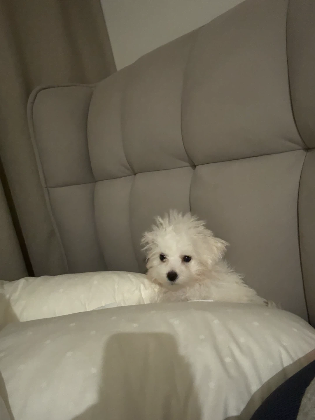 강아지 돌봄 알바