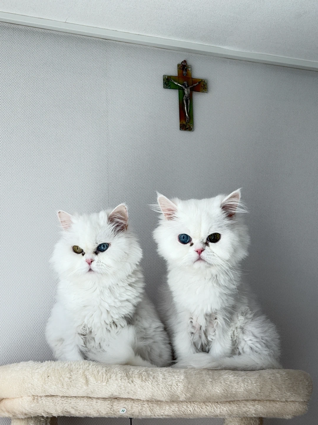고양이 2마리 밥, 물 주고 화장실 치워주실 분