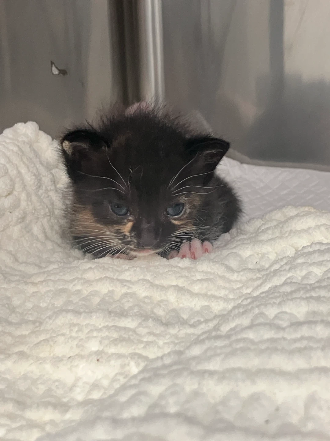 6시30분에 집 방문해서 아기고양이 분유 주실 분