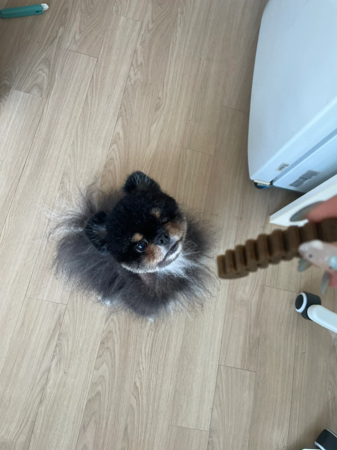 강아지산책 알바구해요