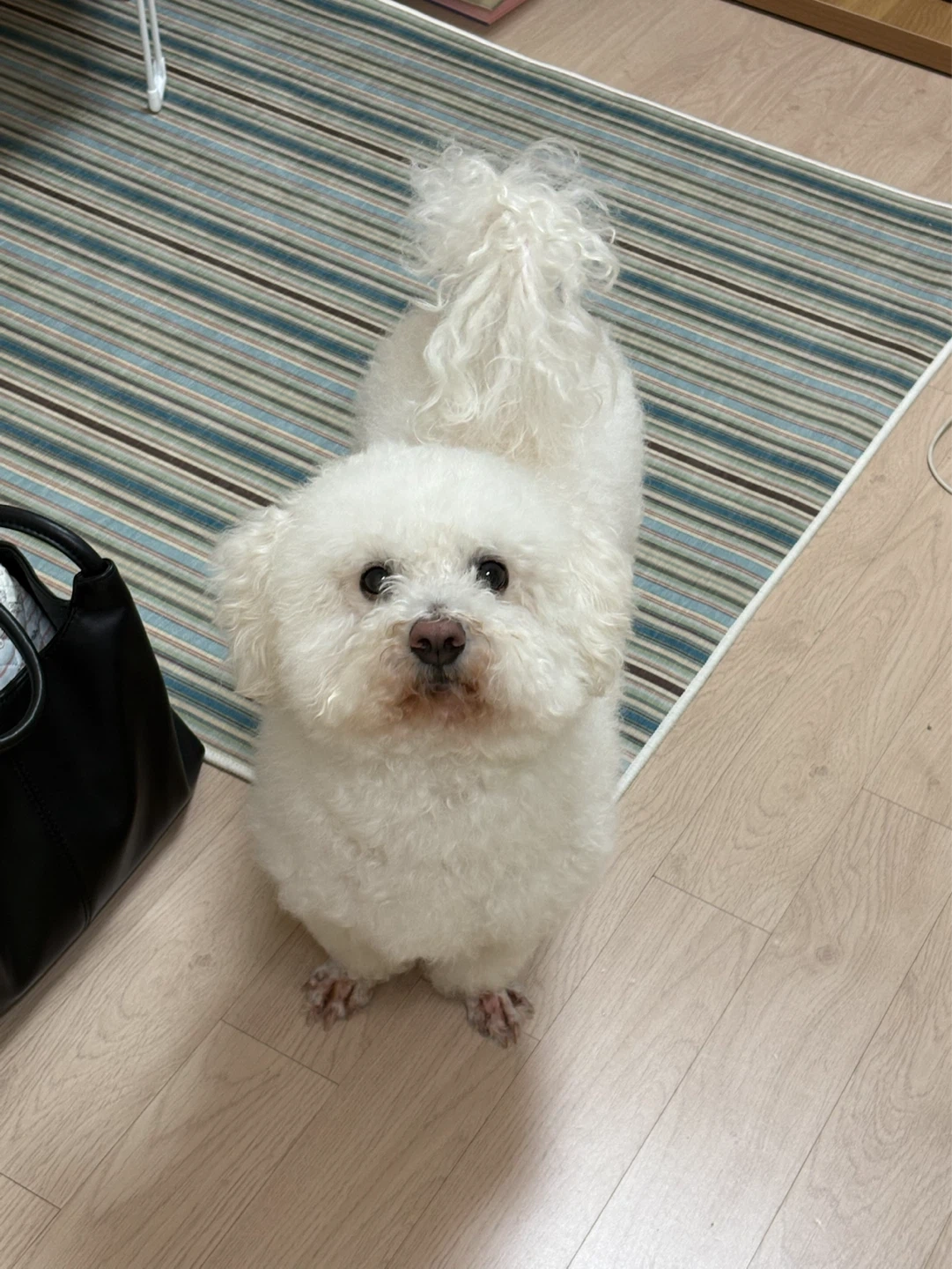 강아지 미용 가능하신 분 !