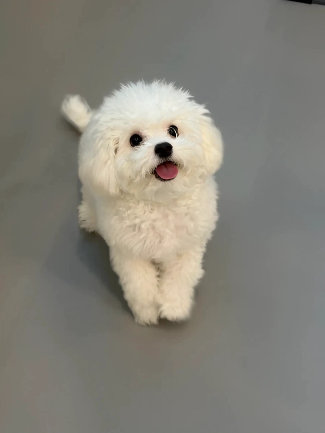6개월 강아지 돌봄