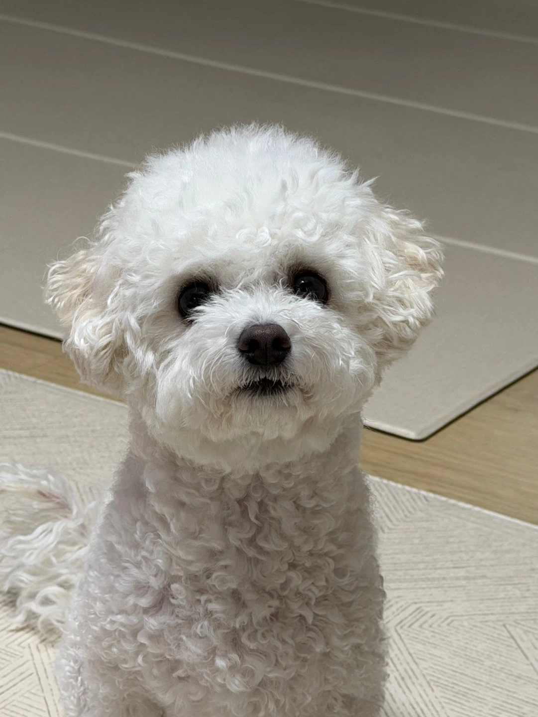 강아지 이틀간 봐주실분 구합니다!