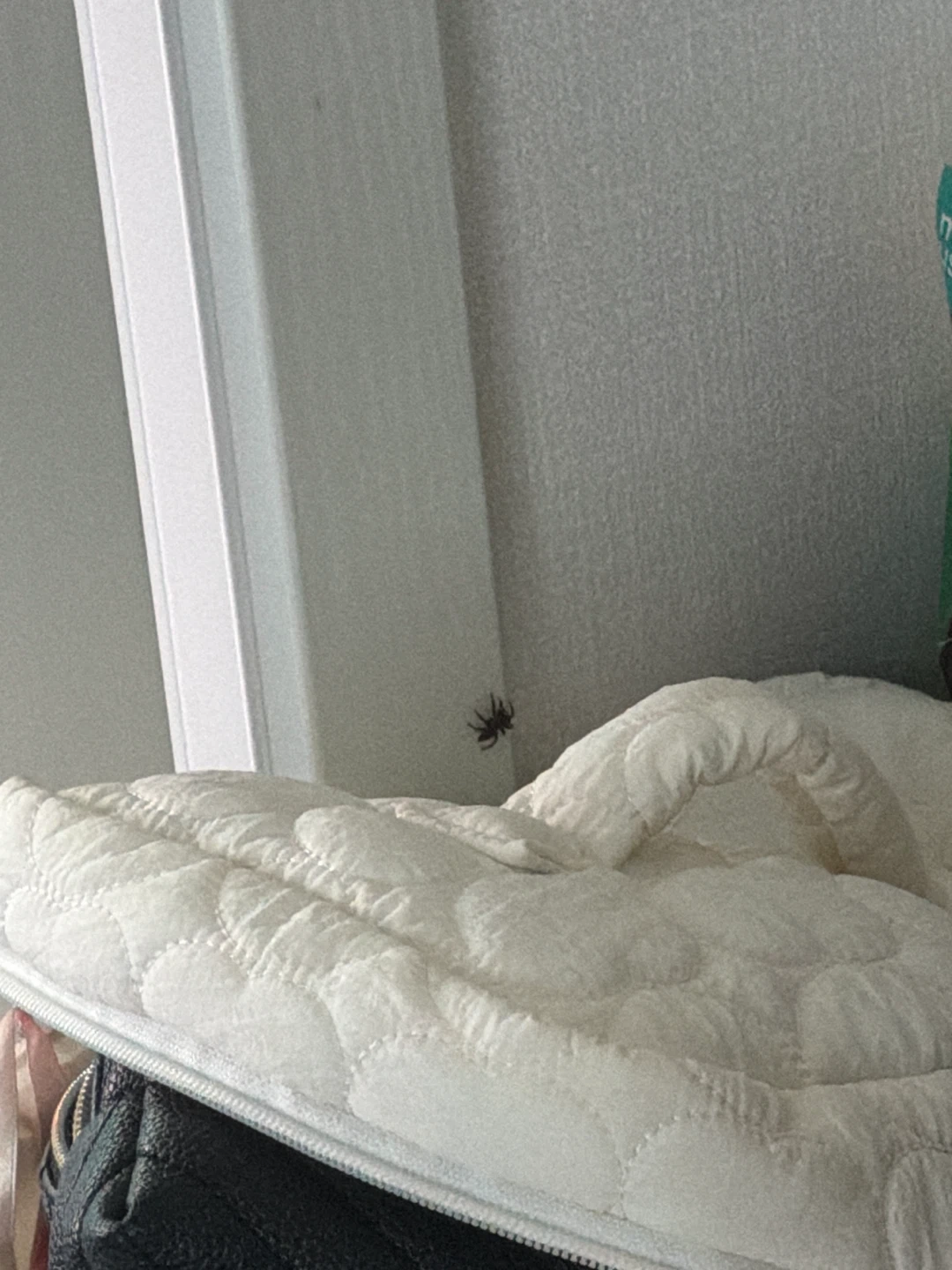 벌레잡아주실분제발요