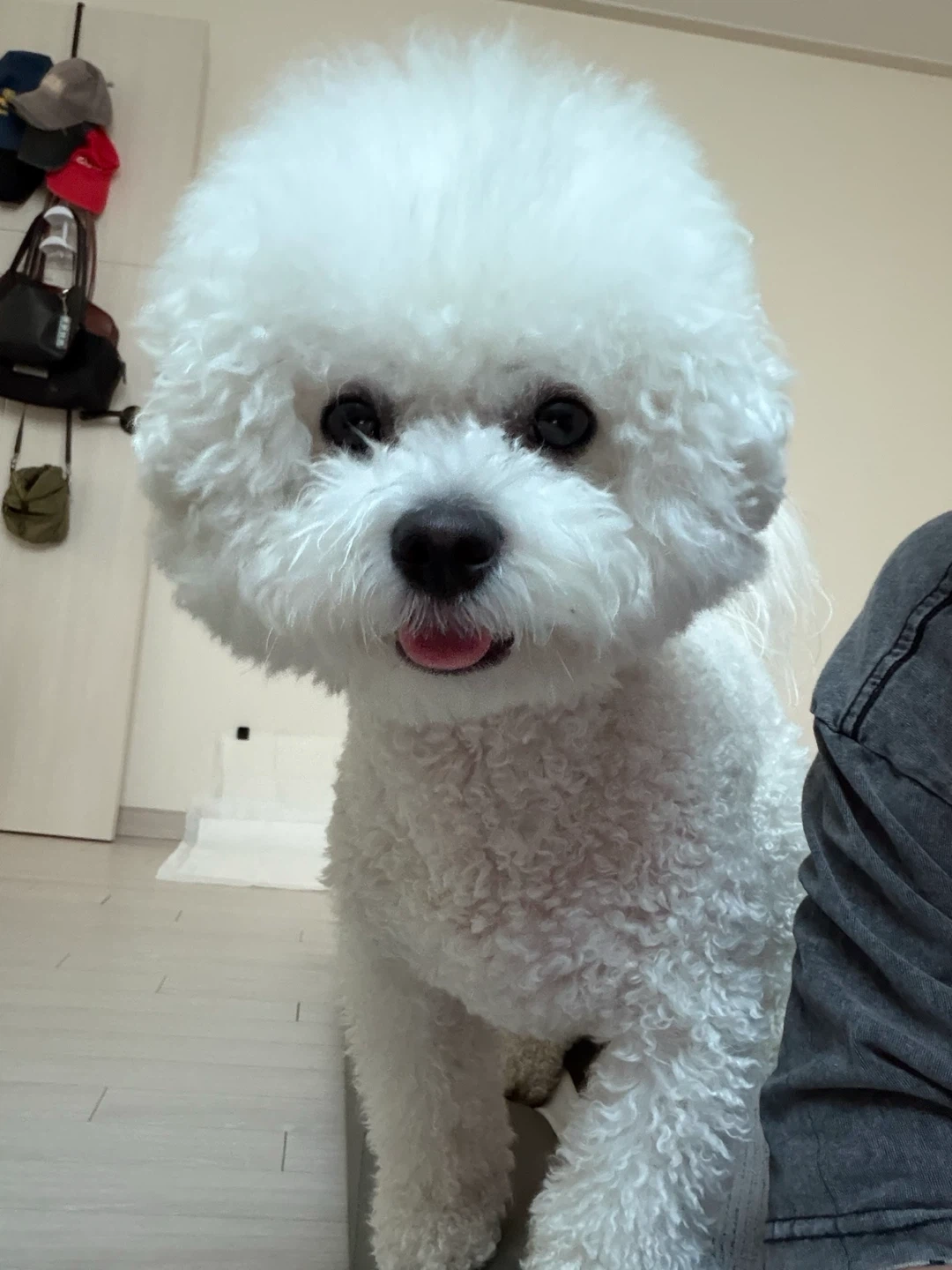 정기적으로 비숑산책해주실분