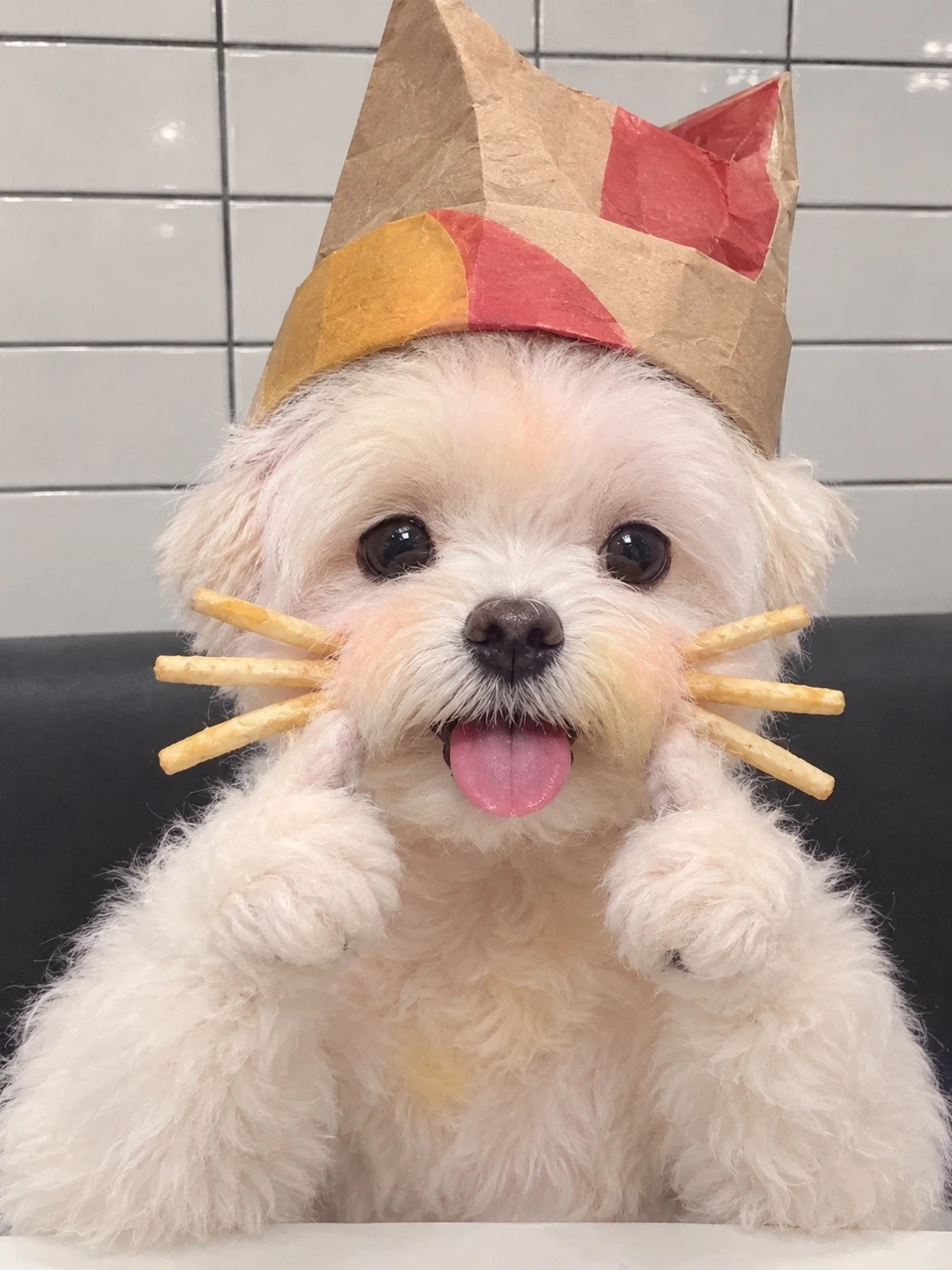 강아지 픽업