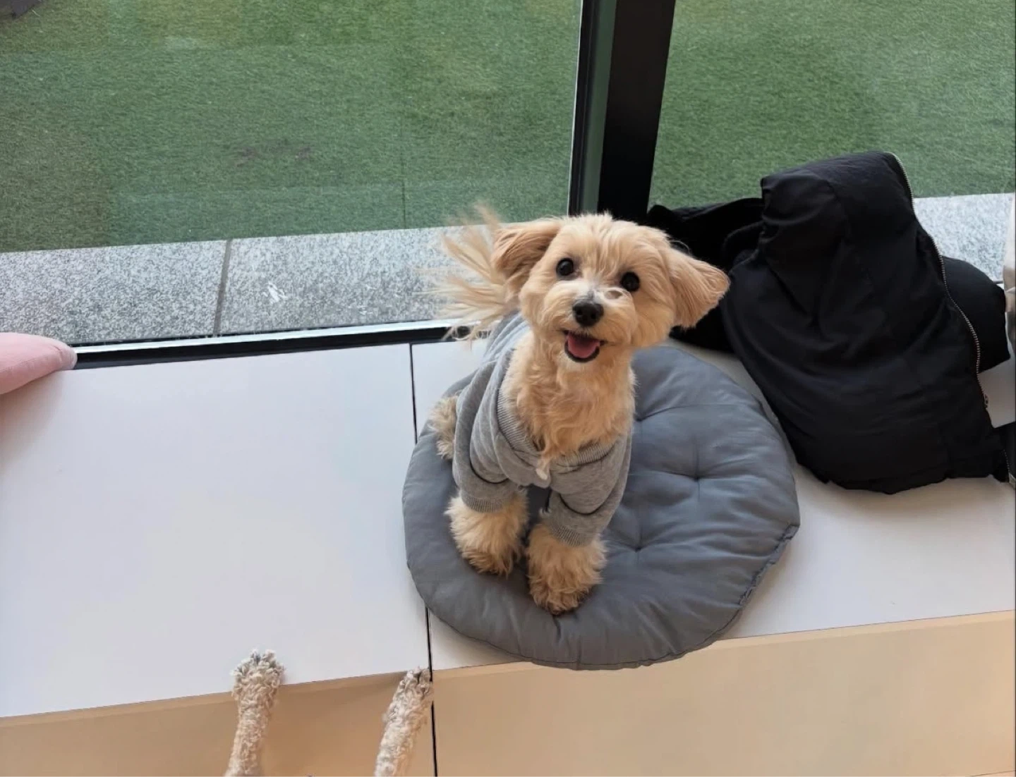 강아지 애견샵 픽업 및 데려다주세요