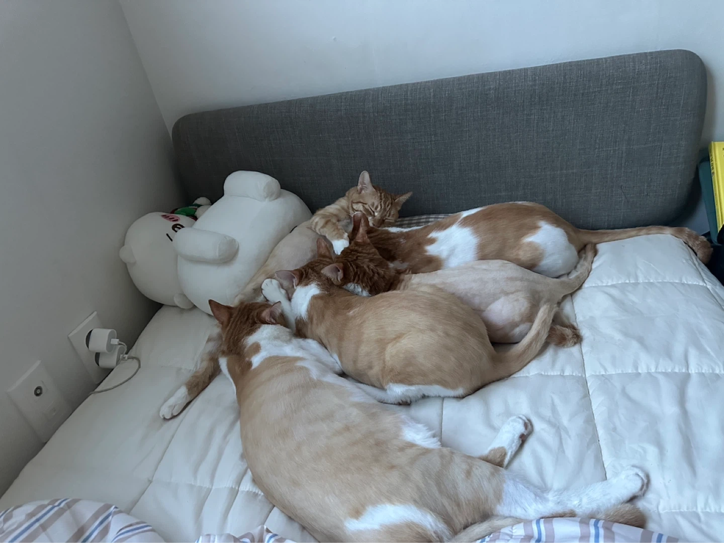 추석 연휴 고양이케어