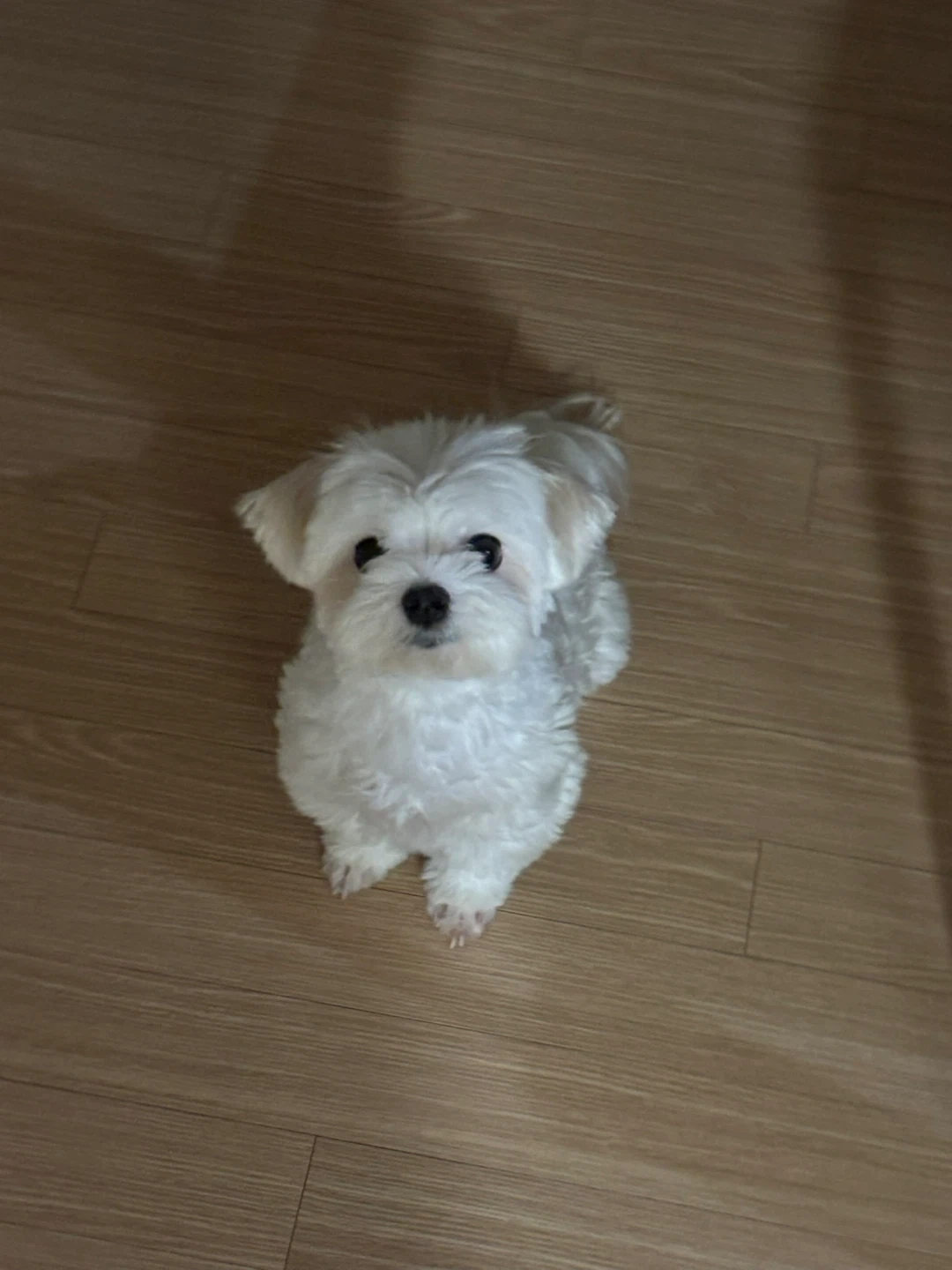 강아지 픽업해주실분ㅠㅠ