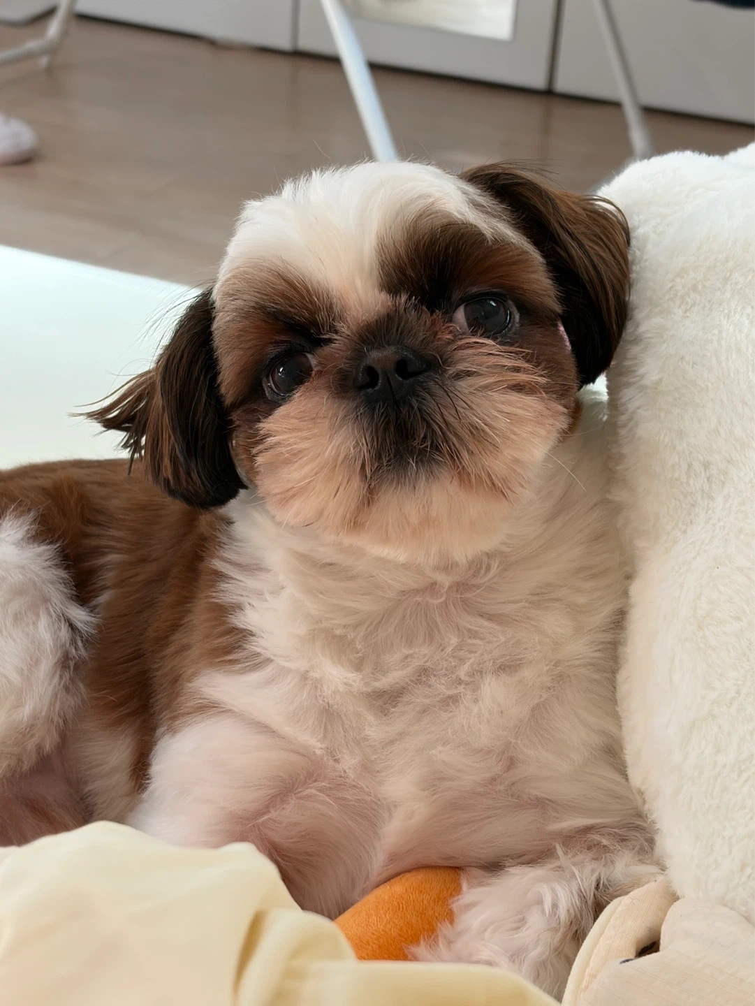 강아지 밥 주고 오실분