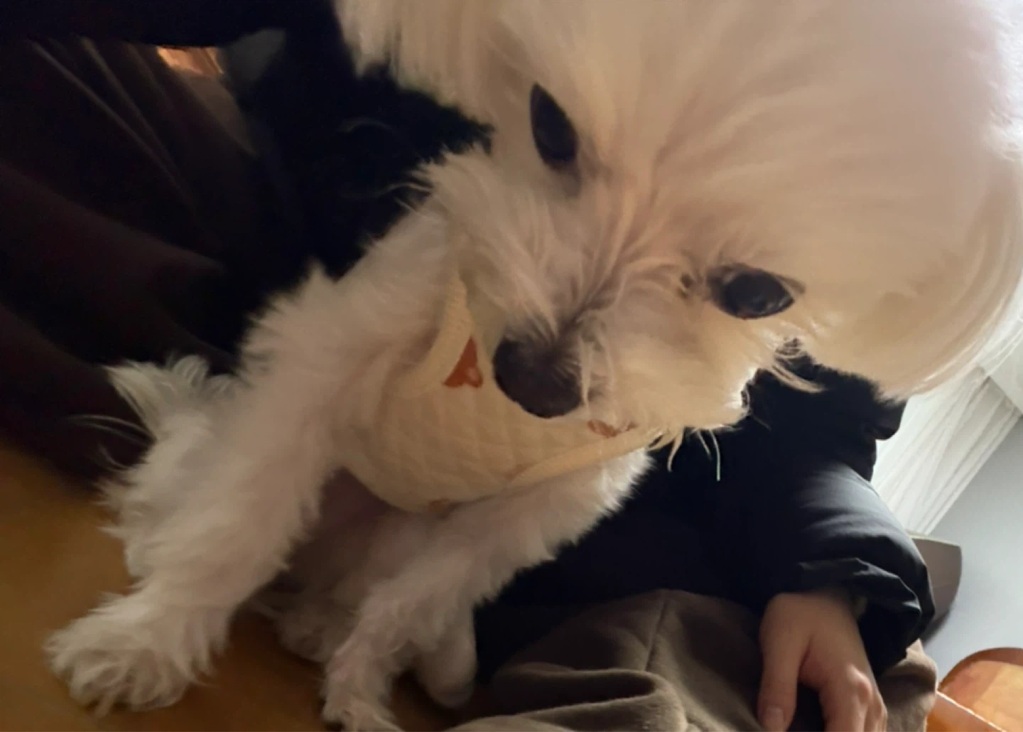 짱귀여운 강아지 돌봄 가능하신분!!