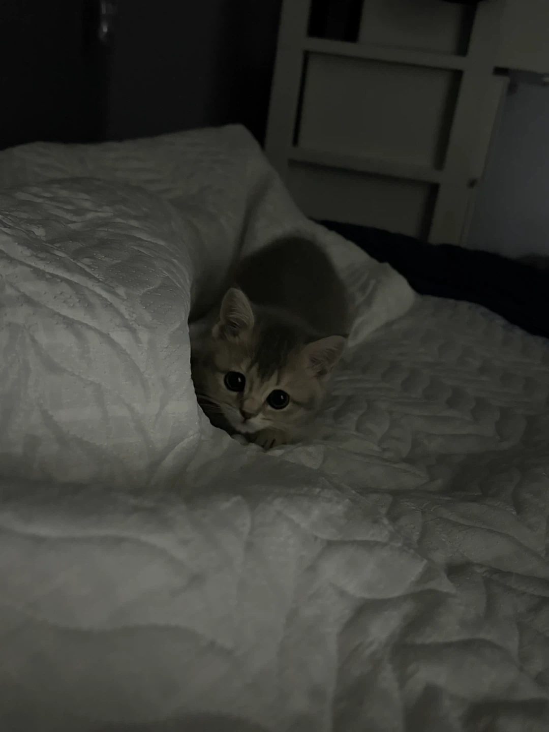 24,25 이틀 고양이 약 먹여주실분