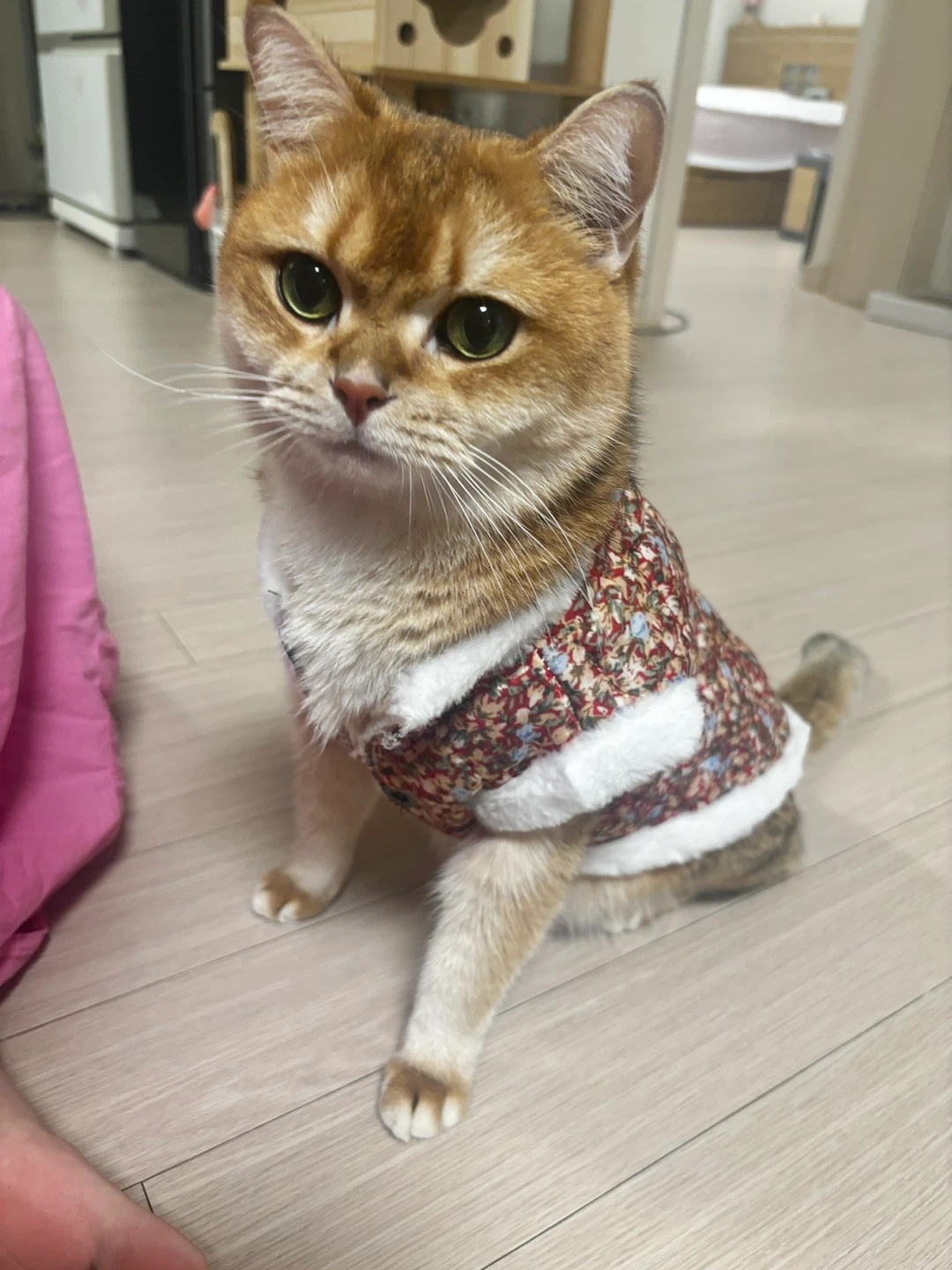 10/6-10/16 하루에 한번씩 고양이 돌봐주실분!!