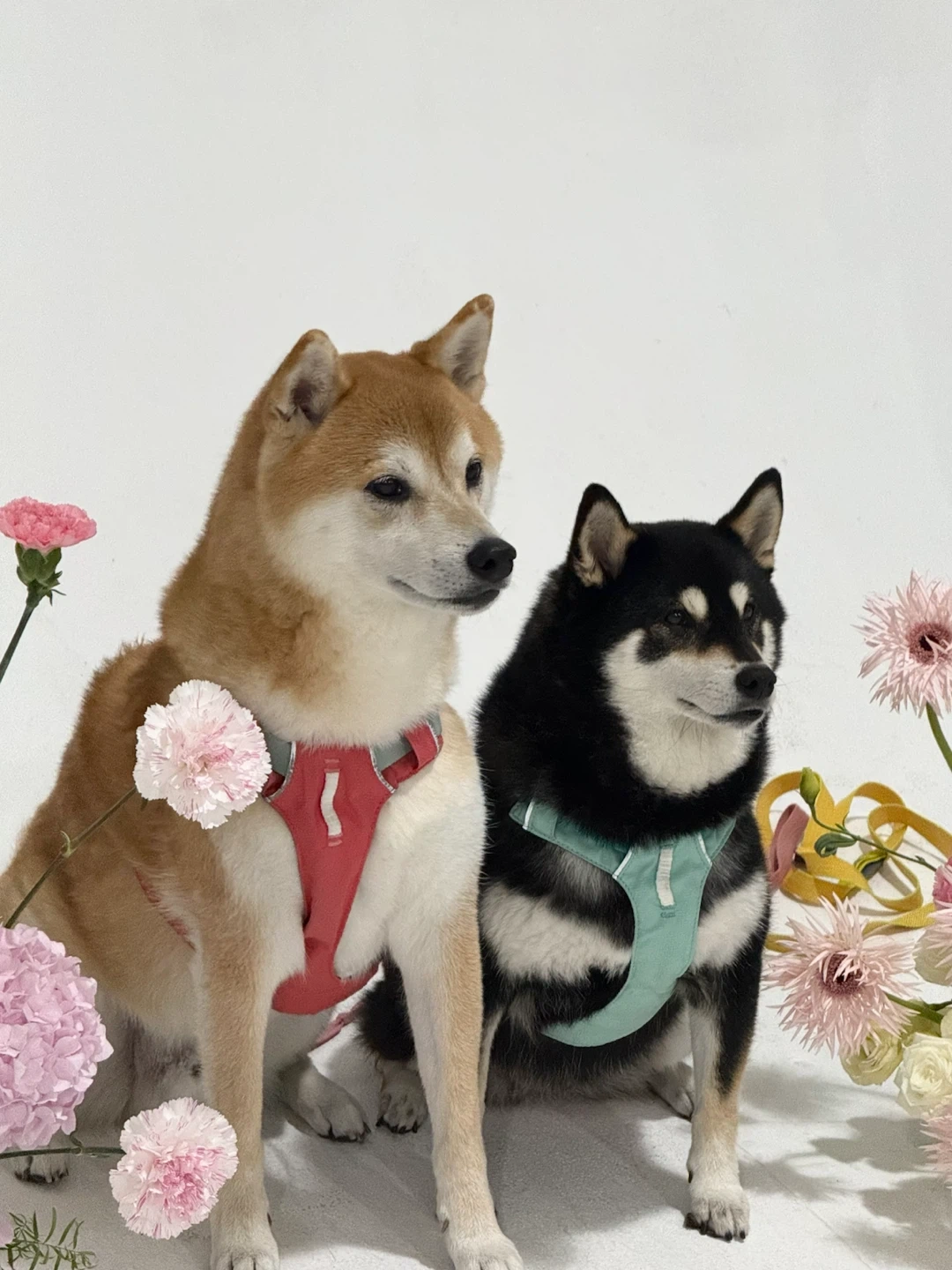 10/5~8일 강아지 산책 및 케어 도와주실분 찾습니다